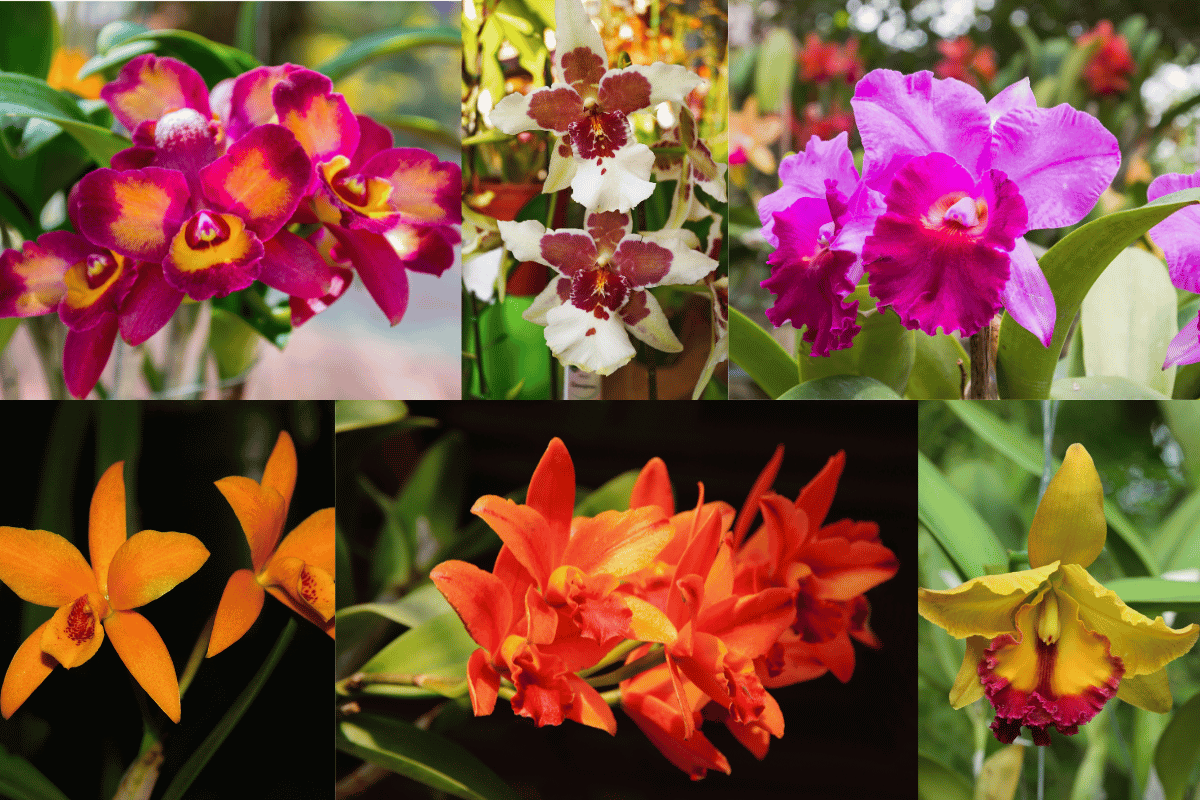 Flores de las orquideas Cattleyas 02a