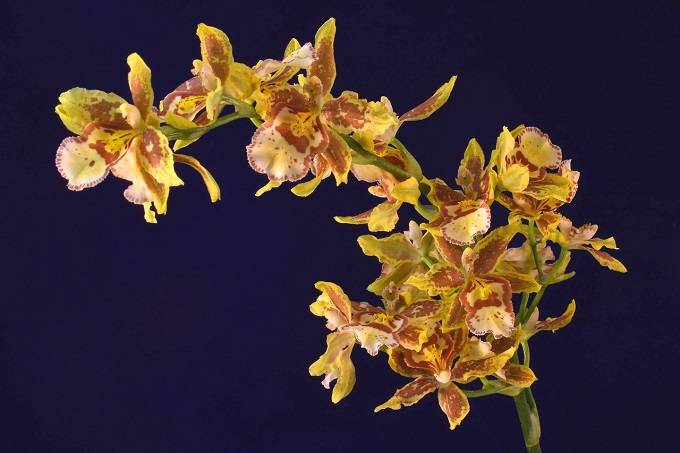 Flores oncidium