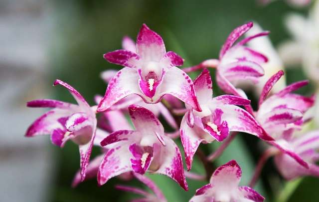 Flores rosa