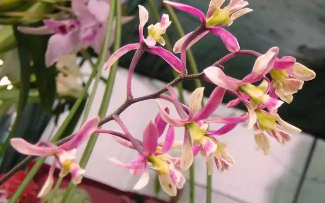 Flores