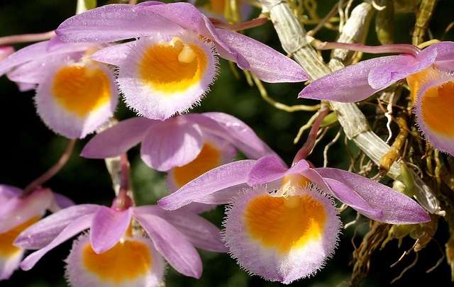 Flores 1
