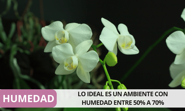 HUMEDAD 1