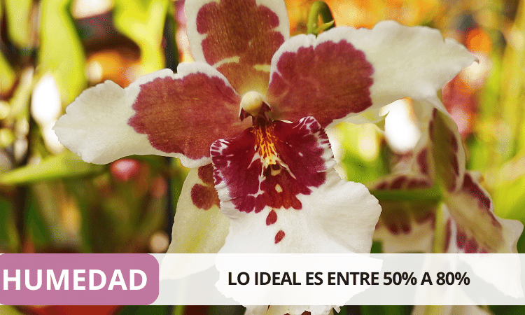 HUMEDAD