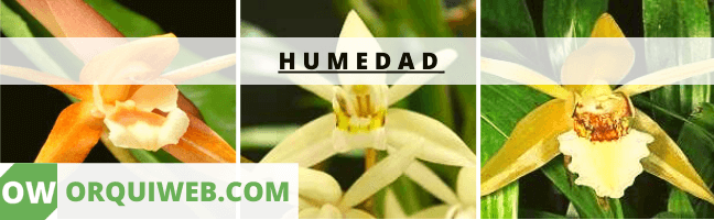 HUMIDAD