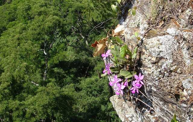 Habitat natural de cattleya walkeriana