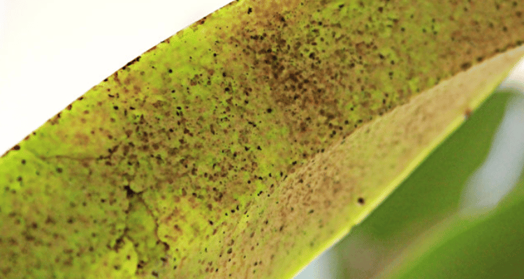 Hoja de orquidea atacada por arana roja