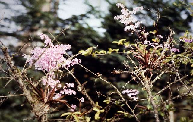 Ionopsis