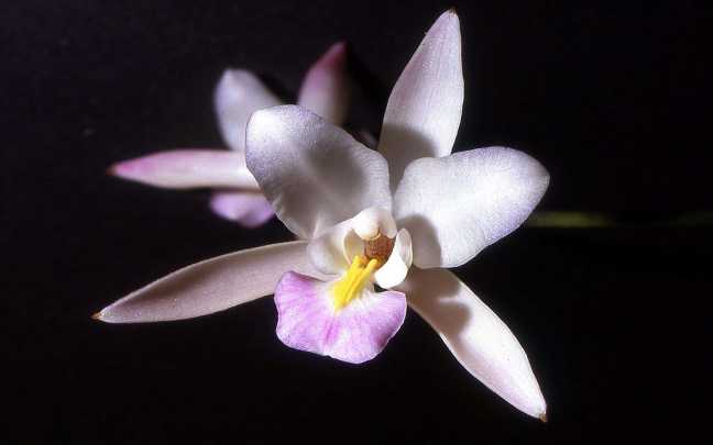 Laelia albida