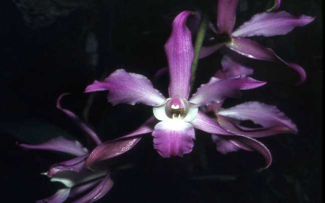 Laelia autumnalis