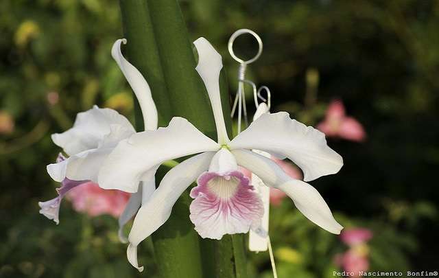 Laelia purpurata blanco