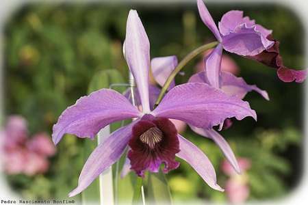 Laelia purpurata