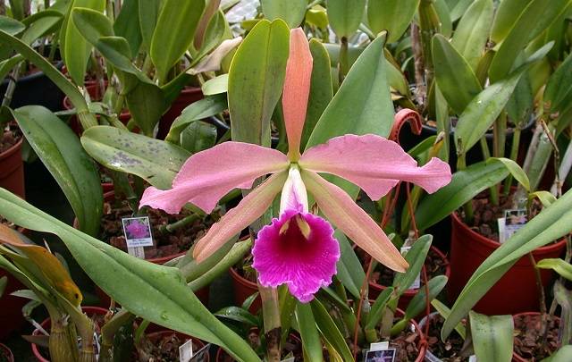 Laelia tenebrosa
