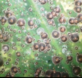 Las cochinillas de cabeza de clavo generan ampollas negras en las hojas de las orquideas