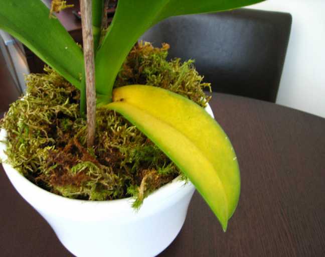 Manchas amarillas en las hojas de las orquideas