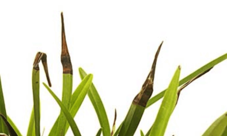 Manchas negras en la parte superior de las hojas de las orquideas debido a demasiado fertilizante