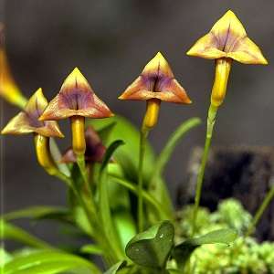 Masdevallia amarela