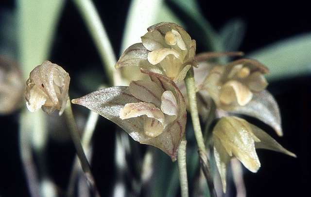 Masdevallia cinza