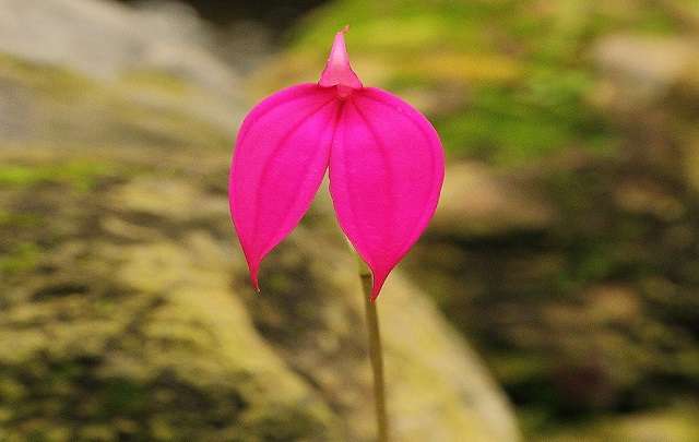 Masdevallia flor