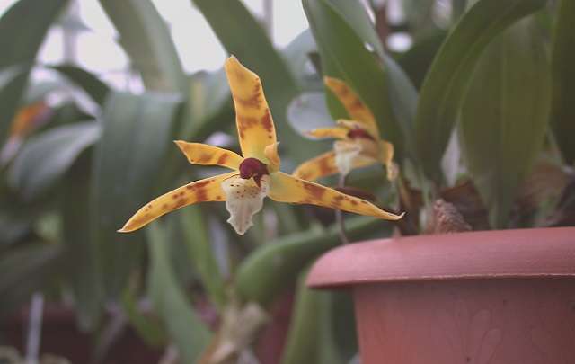 Maxillaria Picta