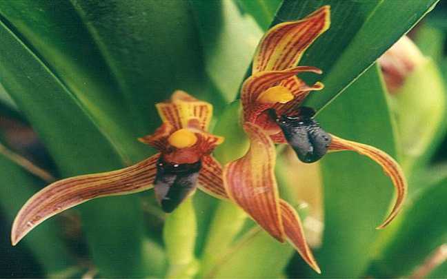 Maxillaria cucullata