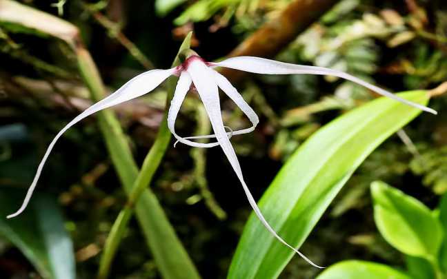 Maxillaria ecuadorensis