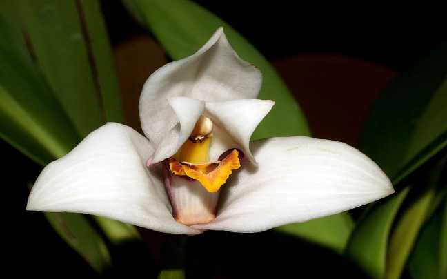 Maxillaria grandiflora