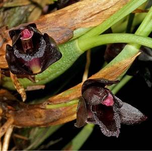 Maxillaria schunkeana 1