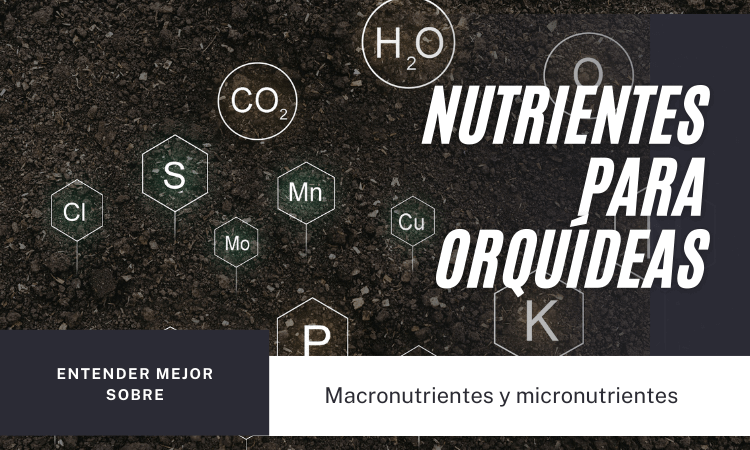 Nutrientes para orquideas