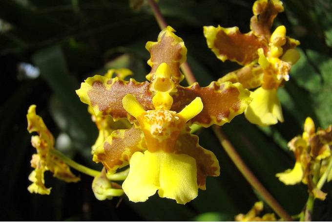 Oncidium 1