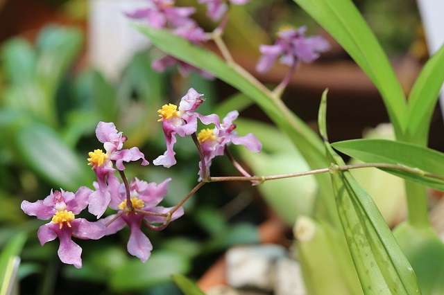 Oncidium Ornithorhynchum