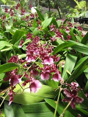 Oncidium Sharry Baby