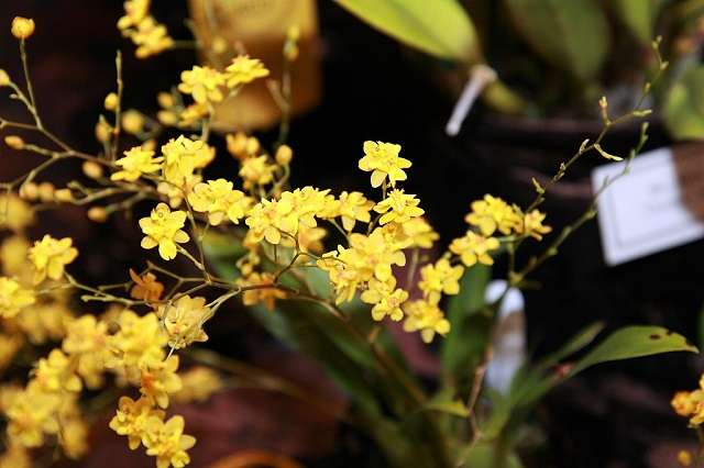 Oncidium Twinkle Yellow Fantasy