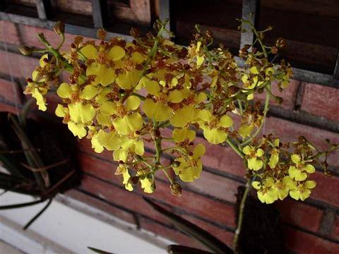 Oncidium cebolleta