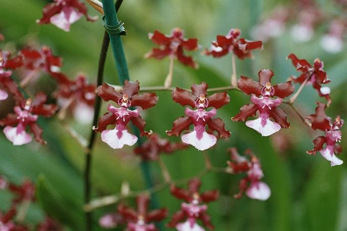 Oncidium con flores marrones