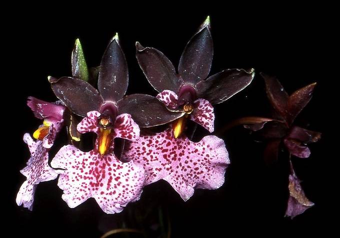 Oncidium nubigenum