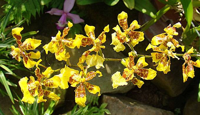 Oncidium sphacelatum