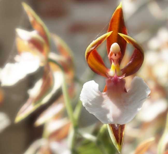 Orquidea Bailarina