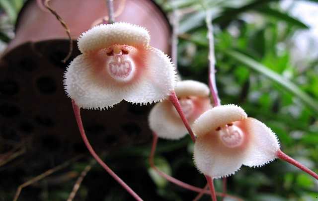 Orquidea Cara de Mono 1