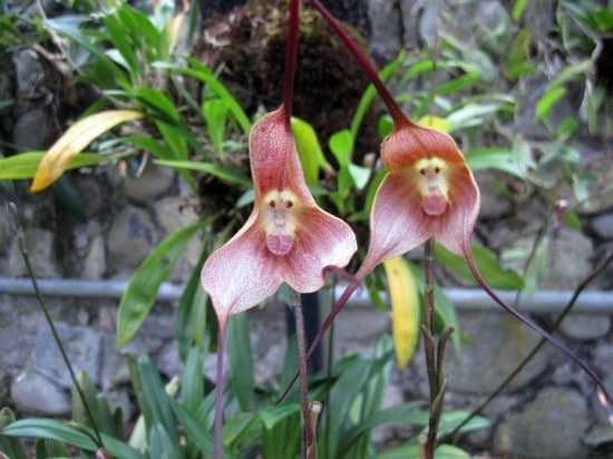 Orquidea Cara de Mono 2