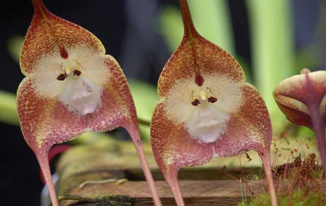 Orquidea Cara de Mono