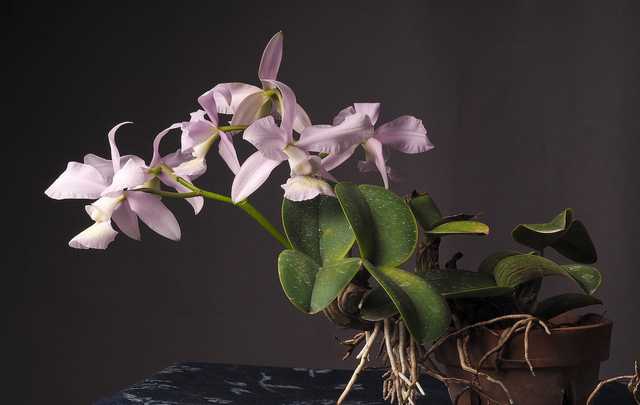 Orquidea Cattleya nobilior