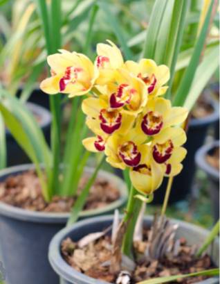 Orquidea Cymbidium