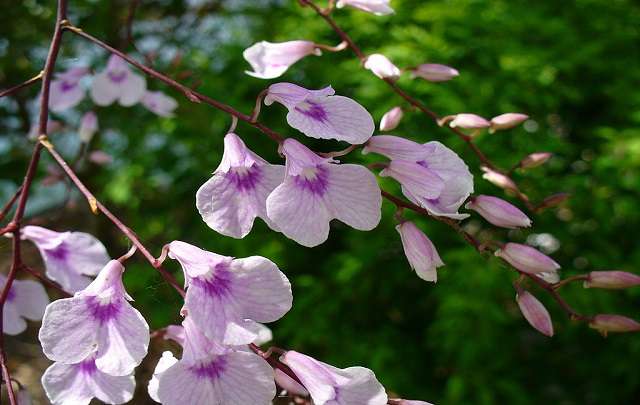 Orquidea Ionopsis