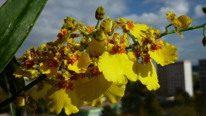 Orquidea Oncidium