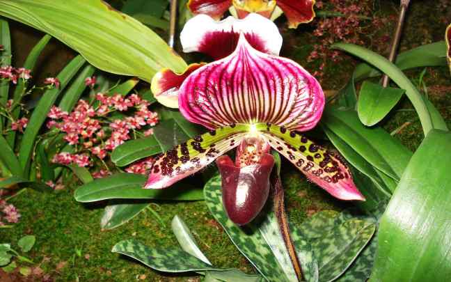 Orquidea Terrestre