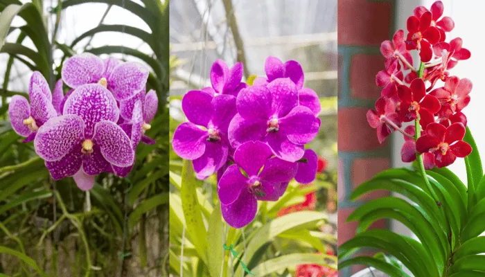 Orquidea Vanda Foto 03