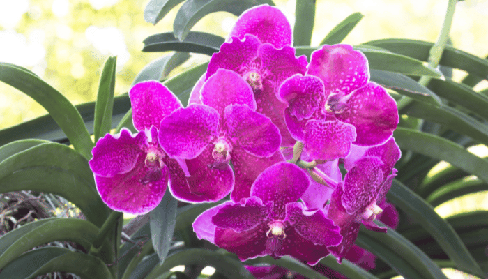 Orquidea Vanda Foto 06