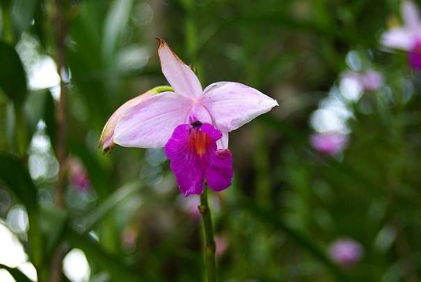 Orquidea bambu