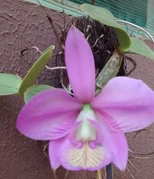 Orquidea cat. walkeriana