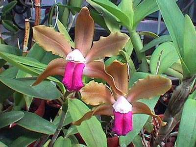 Orquidea cattleya bicolor
